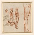 Anatomy of a Male Nude (1504-1506)