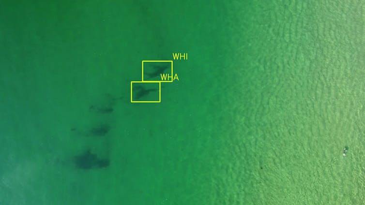 Seaweed identified as sharks.